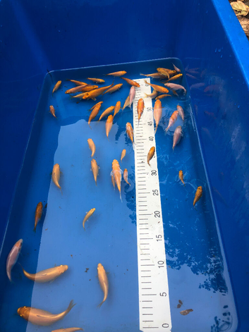 Baby koi for sale