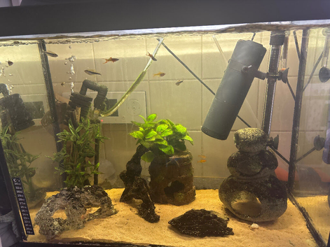 Fish for sale