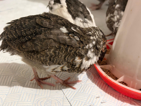 6 Japanese Coturnix Quail &pound;15 each