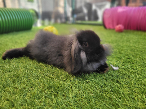 Beautiful Mini Lion Lop - READY TO LEAVE