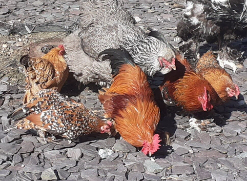 Bantam chickens pair