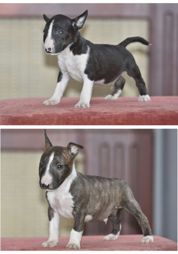 Top quality english bull terrier puppies