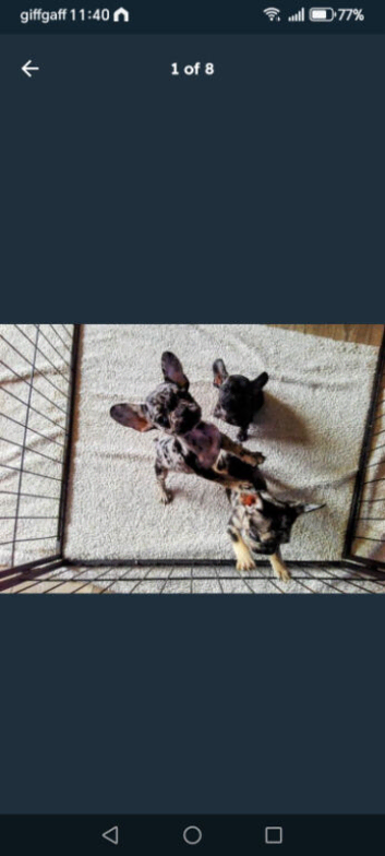 French Bulldogs