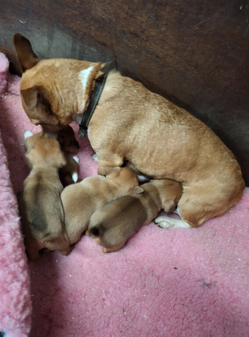 Short Coated Jack Russell Puppies