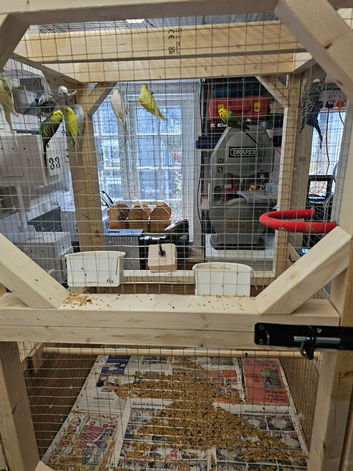 Budgies