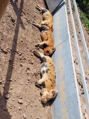 Kune Kune Pigs