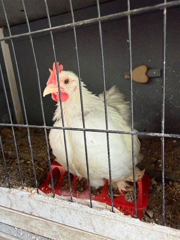 White pekin bantam Roo