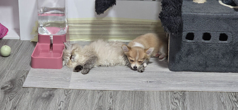 Apple head chihuahua female puppy