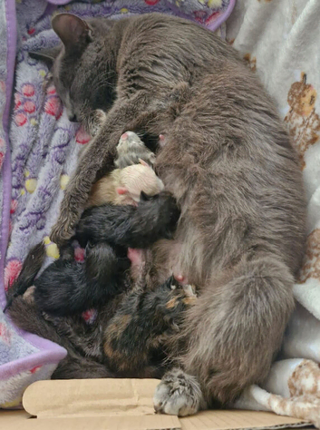 2 beautiful black boy kittens