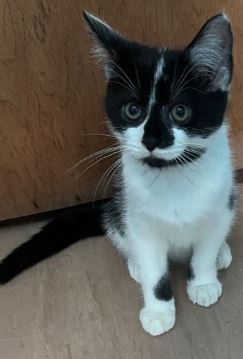 Beautiful 11 week old kitten