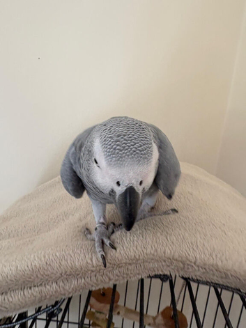 Beautiful African grey girl