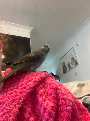 Blue pied Female kakariki