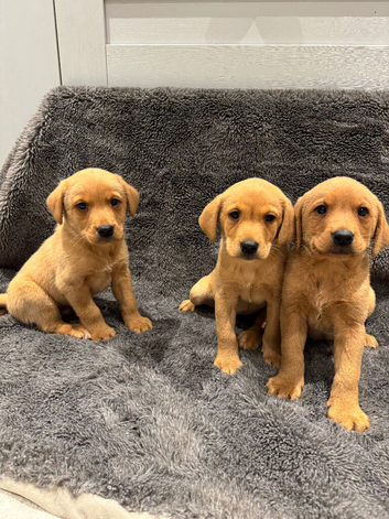 Beautiful Labrador puppies