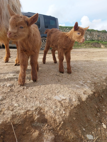 Royal Golden Guernsey Goat kids available at weaning