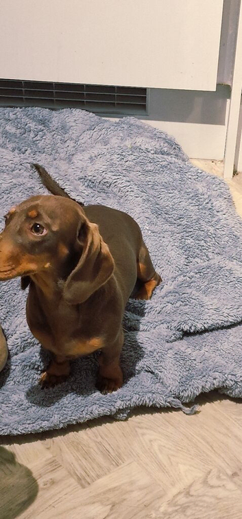 8 month old chocolate tan