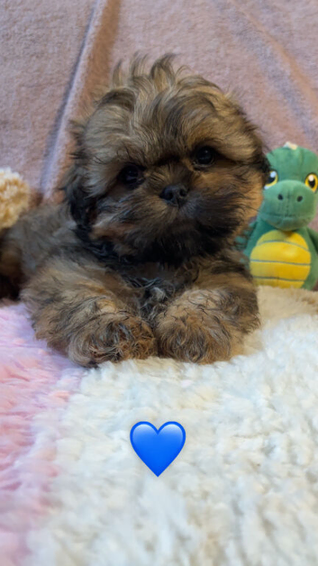 beautiful puppies for sale