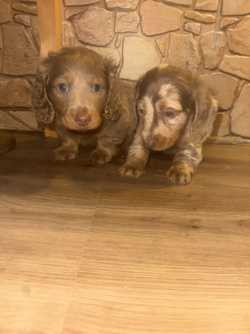 5 star longhair miniature dachshund