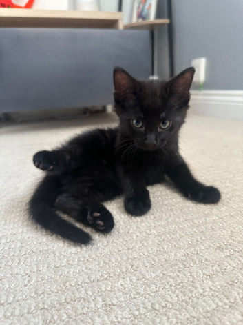 Black kitten for sale
