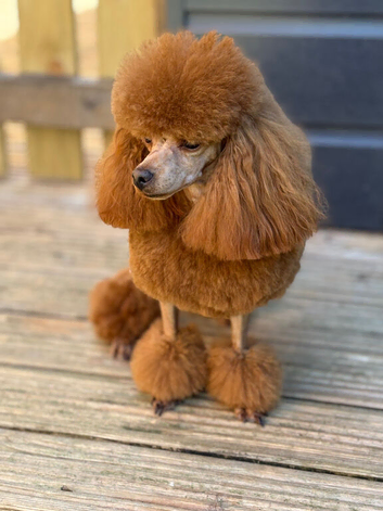 KC reg. Red Toy Poodle. Small. STUD