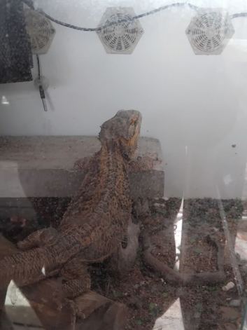 Male and female dragons