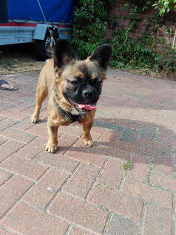 Fluffy French Bulldog