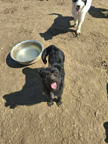 Lovely Lisa needs a home