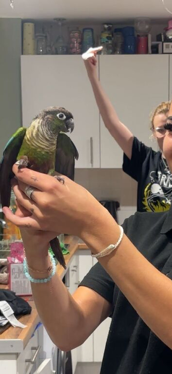 3 year old male