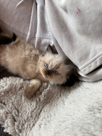 Beautiful colour point kittens