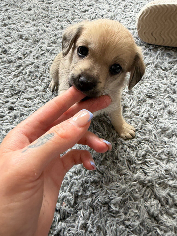 Chihuahua cross dashcund puppies