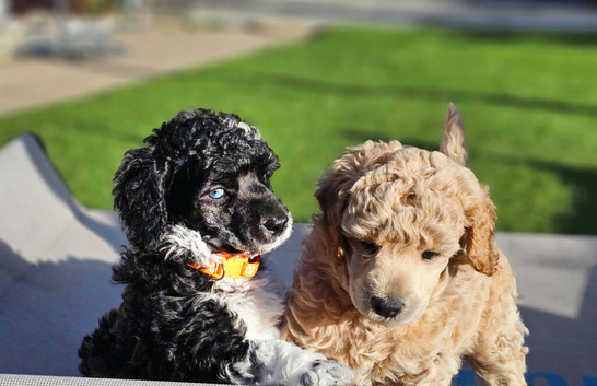 5 weeks old Minatare Poodle puppies including 1st injection