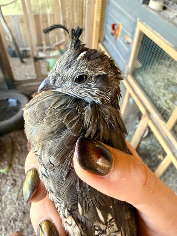 2 Californian quails - male