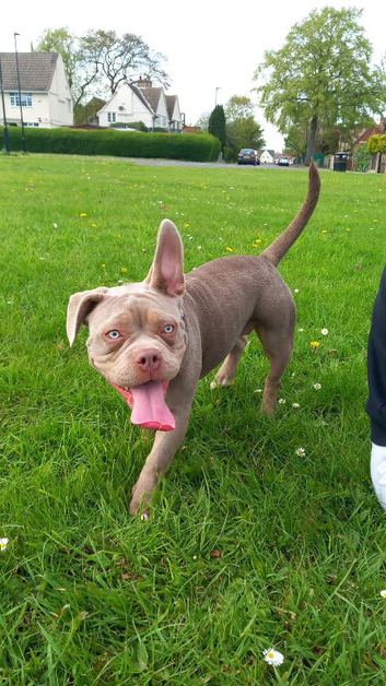 Female pocket bully