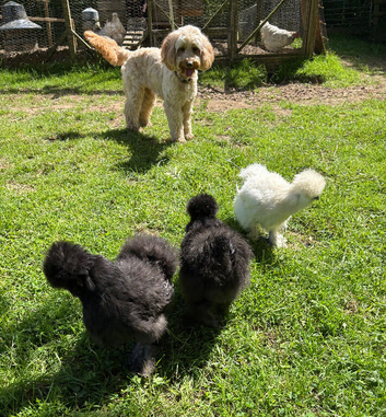 Trio of  beautiful bearded Silkies