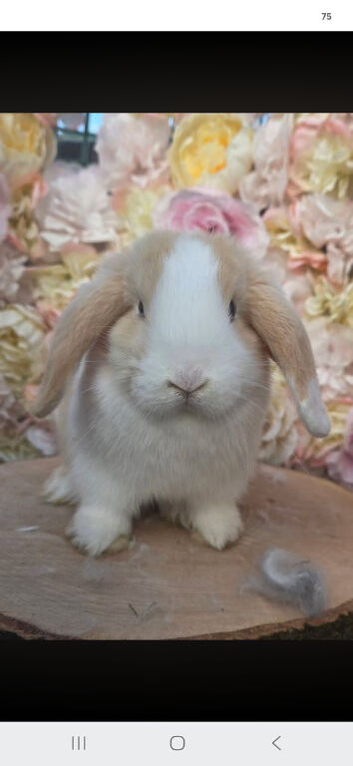 Female cream split mini lop