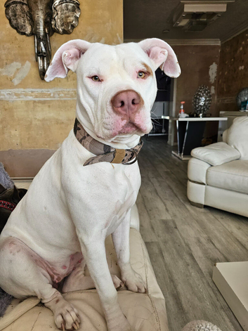 bully