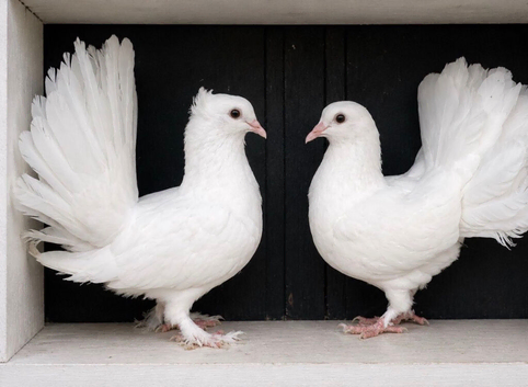 Fantails for sale