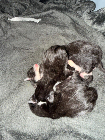 Egyptian cats