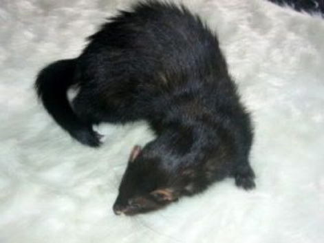 I&rsquo;m looking for solid black/self black ferrets
