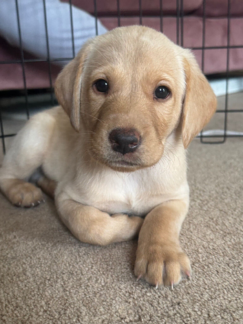 Full pedigree Labrador puppies 7 weeks old