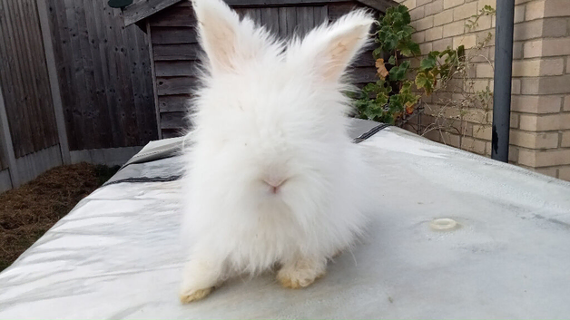Angora bunnies