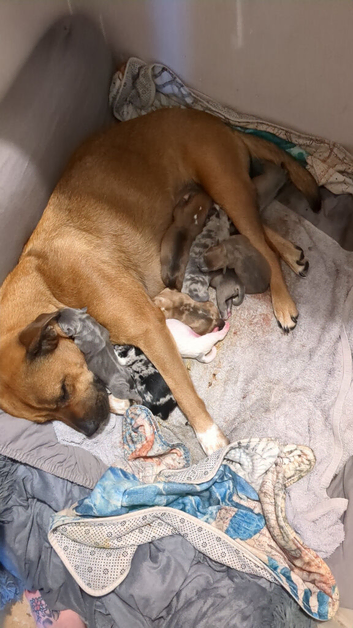 Bullmastiff cross old tyme bulldog