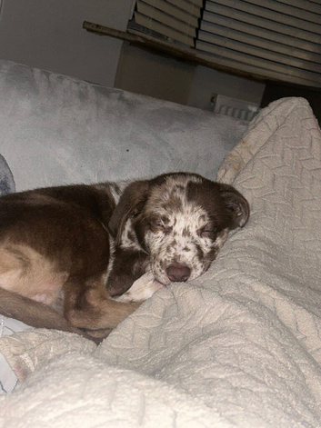 male Borador puppy