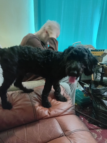Cockapoo puppy for sale