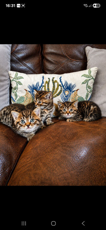 Persian Cross Kittens for Sale