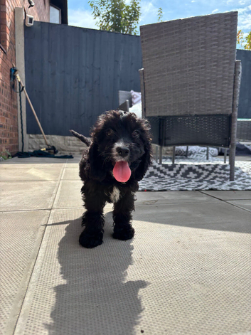 11 week old cockapoo