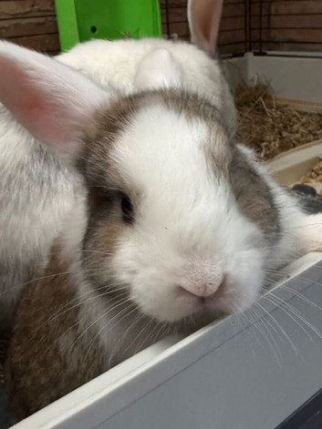 Holland lop X Angora