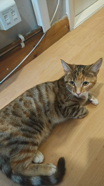 Cat