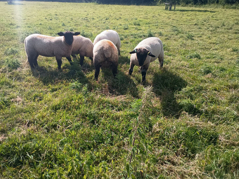 Starter flock