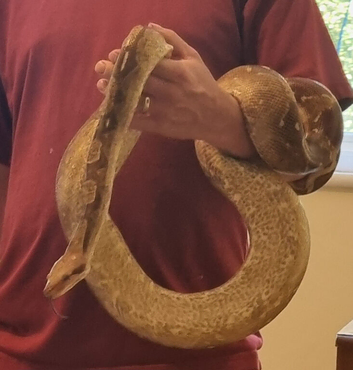 Boa constrictor