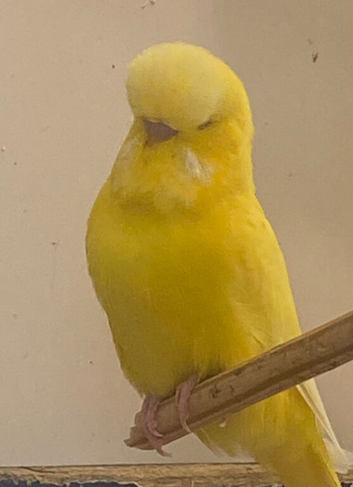 Adult birds  and baby budgies